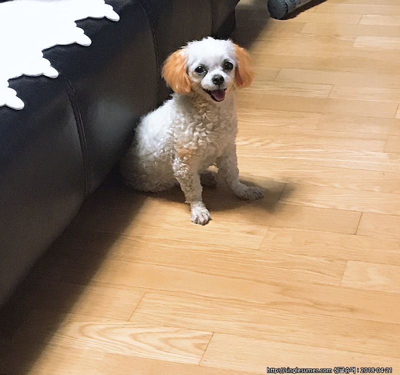 말티즈 푸들 (말티푸 예상), 금천구 시흥, 주황색 염색된 여아 보호 중