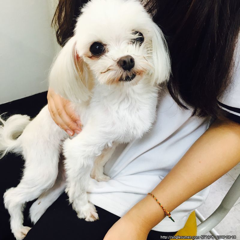 유기동물 발견 신고 | 강아지 고양이 구조 보호중 - 펫찾기 38번째 사진