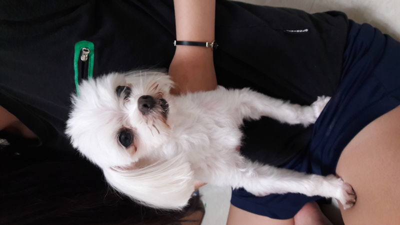 유기동물 발견 신고 | 강아지 고양이 구조 보호중 - 펫찾기 37번째 사진