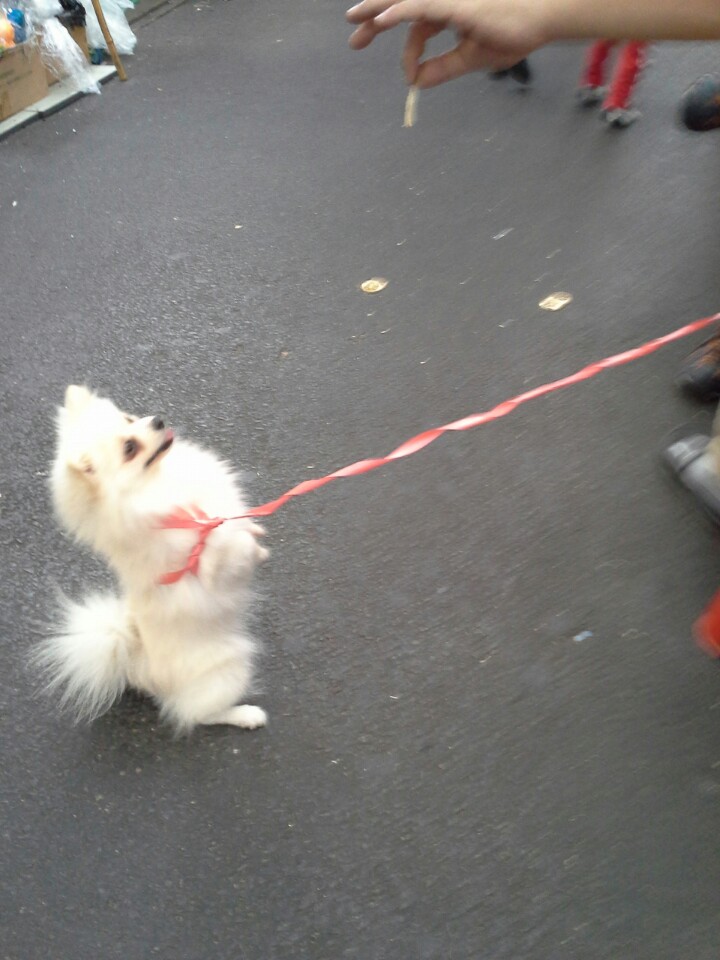 지난주 토요일(19일)에 달성공원~서문시장 도로에서 포메라니안 분실하신분 3번째 사진