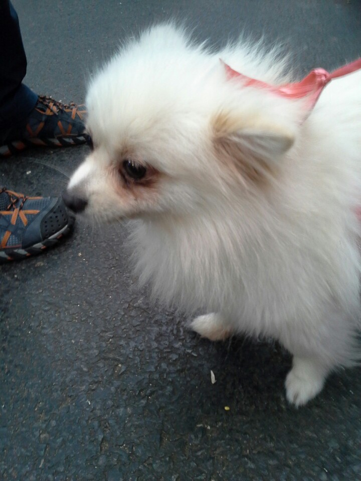 지난주 토요일(19일)에 달성공원~서문시장 도로에서 포메라니안 분실하신분 - 보호중이예요 - 유기견 보호 센터 - 이미지 1