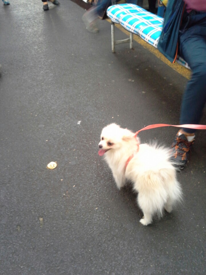 지난주 토요일(19일)에 달성공원~서문시장 도로에서 포메라니안 분실하신분 4번째 사진