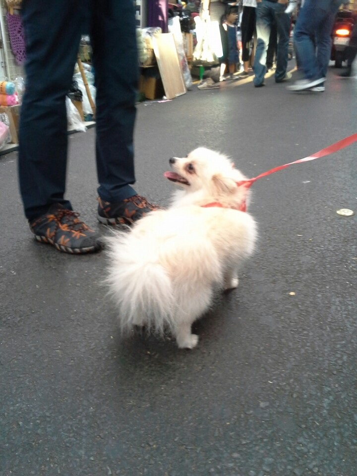 지난주 토요일(19일)에 달성공원~서문시장 도로에서 포메라니안 분실하신분 - 보호중이예요 - 유기견 보호 센터 - 이미지 2