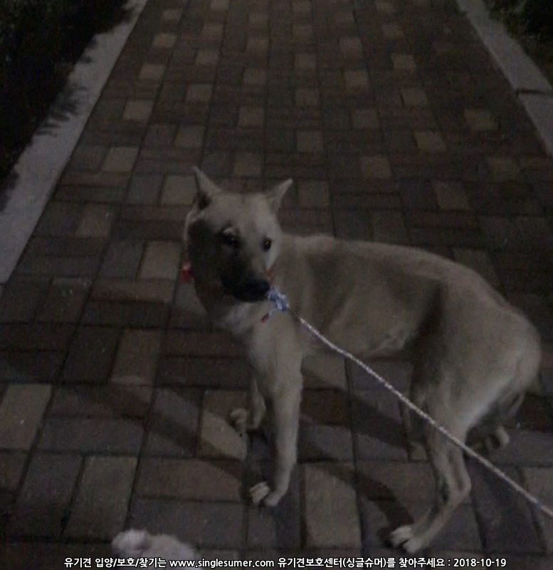 경기 하남시 유기견 발견, 보호중 입니다 3번째 사진