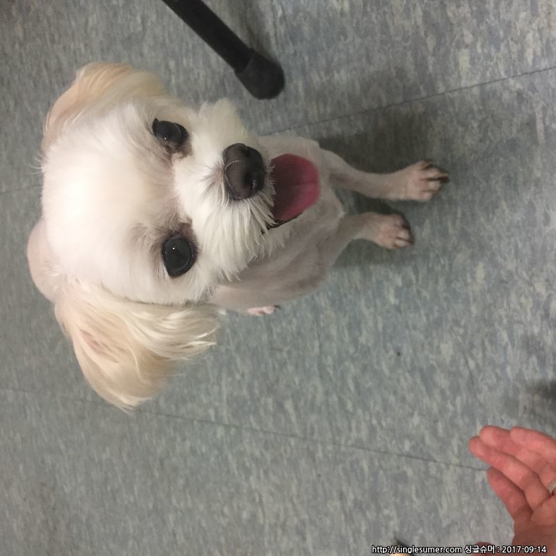 유기동물 발견 신고 | 강아지 고양이 구조 보호중 - 펫찾기 9번째 사진