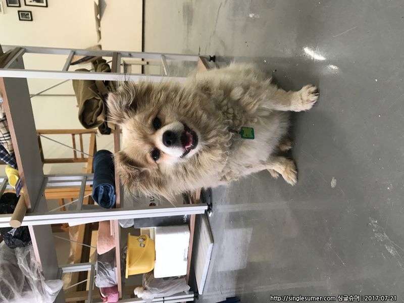 유기동물 발견 신고 | 강아지 고양이 구조 보호중 - 펫찾기 5번째 사진