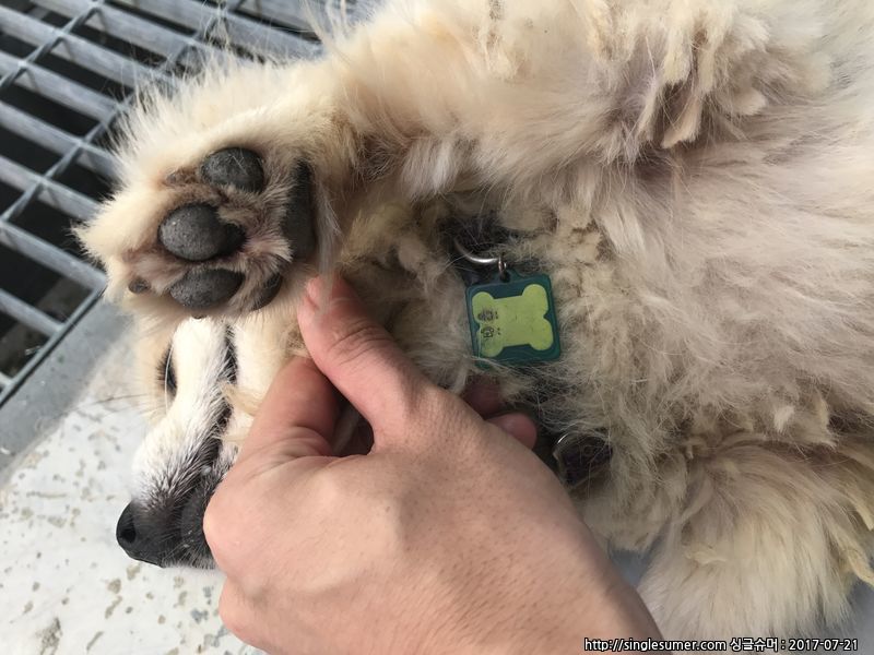 유기동물 발견 신고 | 강아지 고양이 구조 보호중 - 펫찾기 6번째 사진