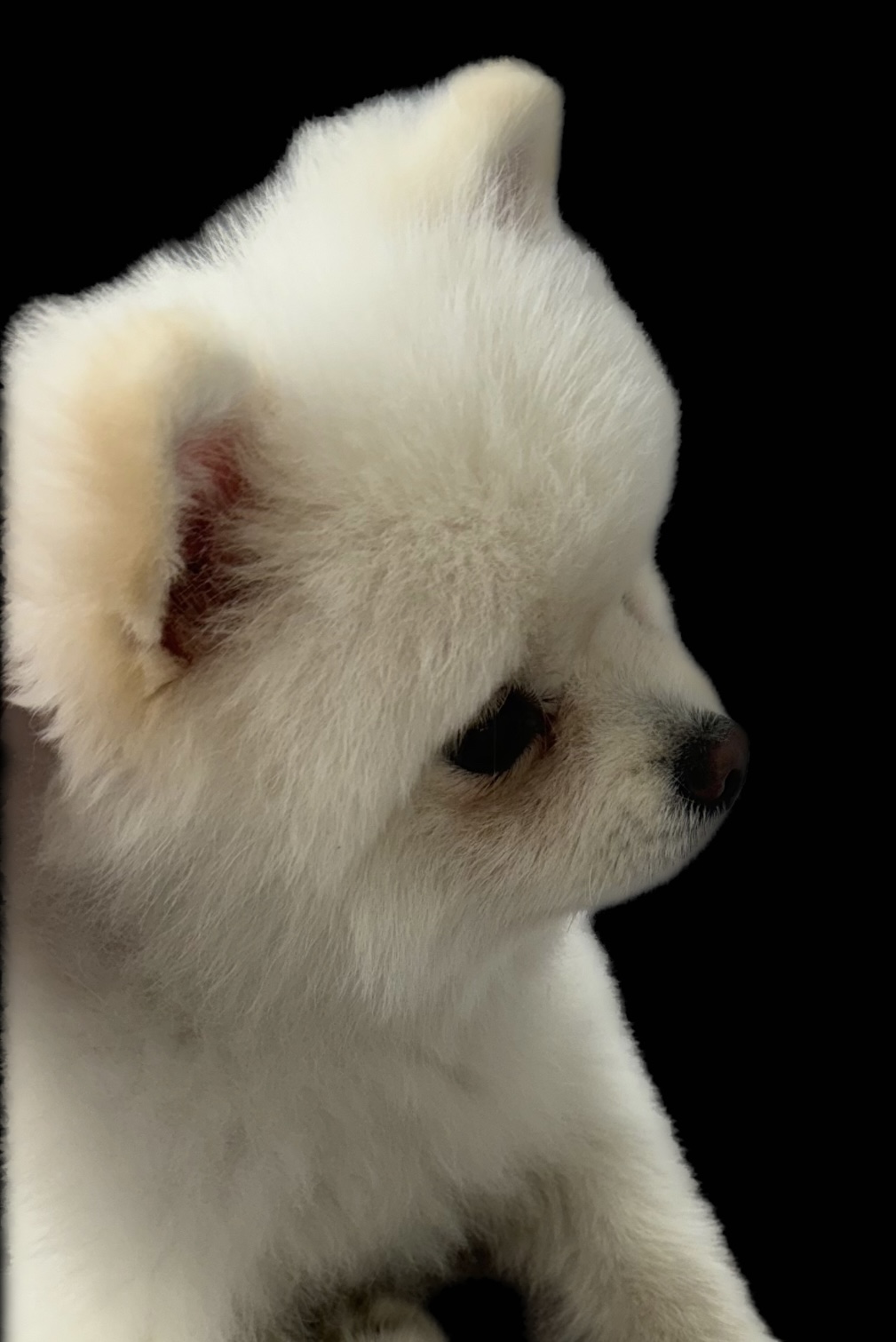 강아지 주인 찾습니다