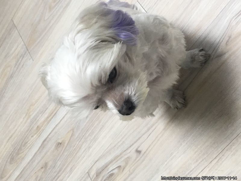 유기동물 발견 신고 | 강아지 고양이 구조 보호중 - 펫찾기 24번째 사진