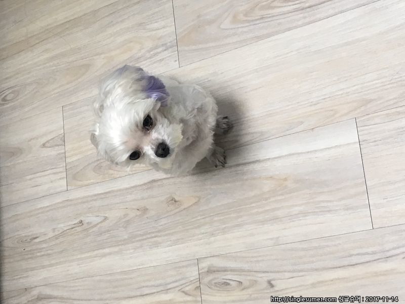 유기동물 발견 신고 | 강아지 고양이 구조 보호중 - 펫찾기 25번째 사진