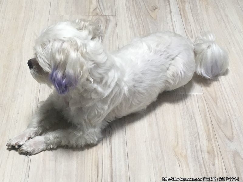 유기동물 발견 신고 | 강아지 고양이 구조 보호중 - 펫찾기 26번째 사진