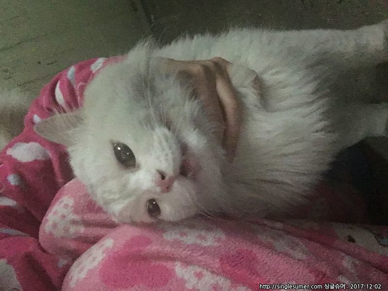 유기동물 발견 신고 | 강아지 고양이 구조 보호중 - 펫찾기 22번째 사진