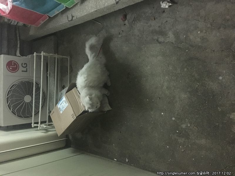 유기동물 발견 신고 | 강아지 고양이 구조 보호중 - 펫찾기 21번째 사진