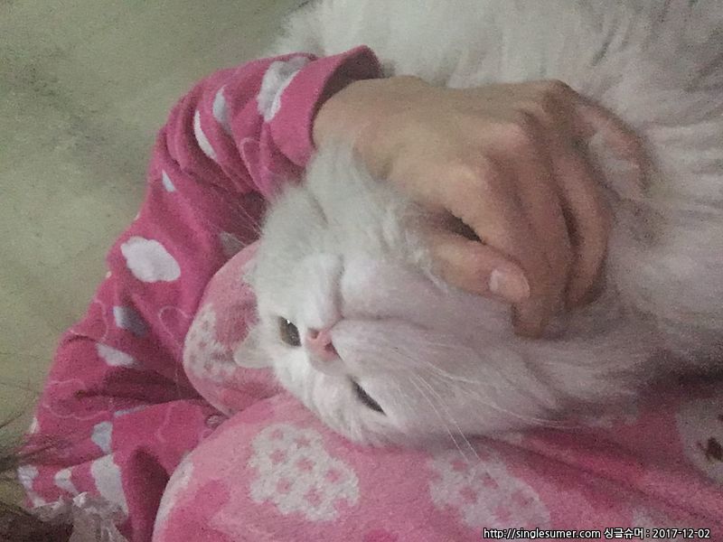 유기동물 발견 신고 | 강아지 고양이 구조 보호중 - 펫찾기 23번째 사진