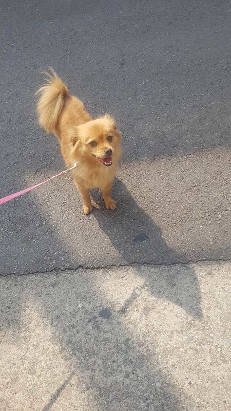 유기동물 발견 신고 | 강아지 고양이 구조 보호중 - 펫찾기 29번째 사진