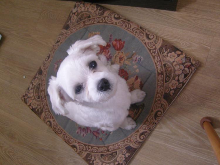 말티즈 남아주인찾아요