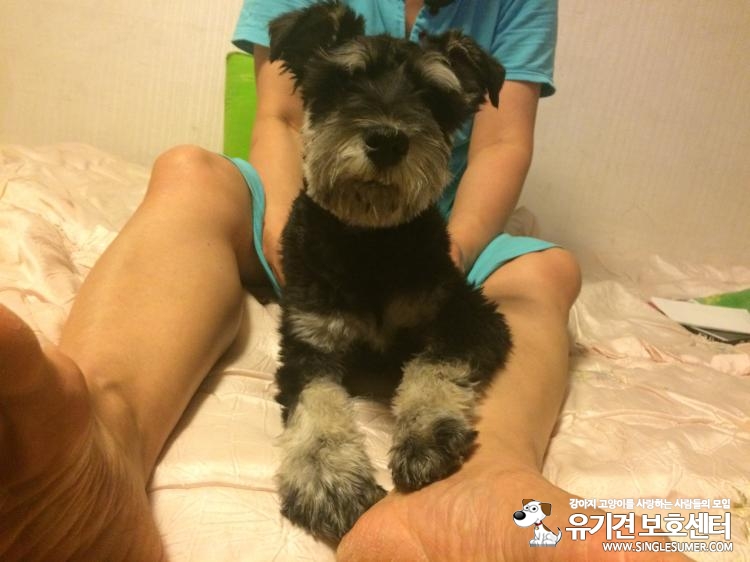 수원)슈나우저 수컷 주인찿습니다.