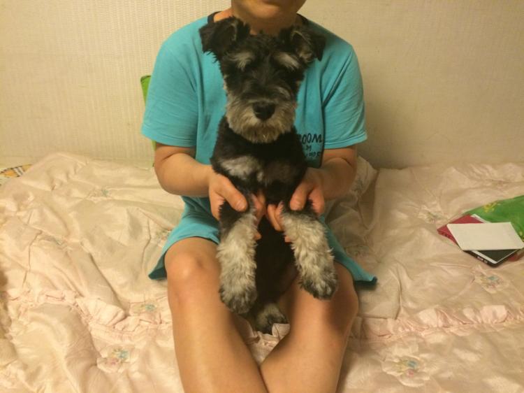 수원)슈나우저 수컷 주인찿습니다. - 보호중이예요 - 유기견 보호 센터 - 이미지 2