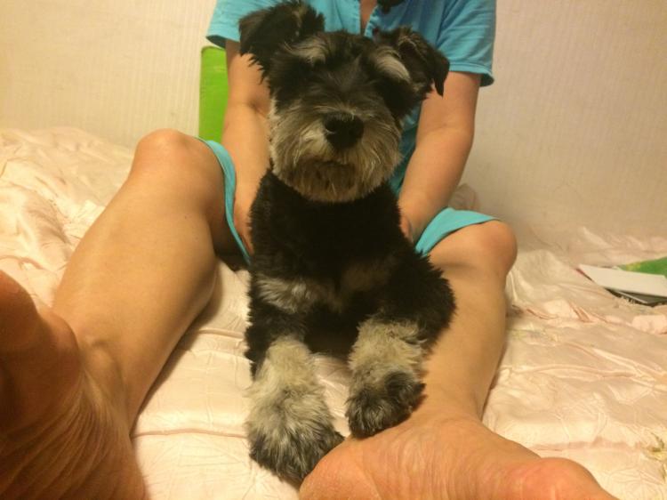 수원)슈나우저 수컷 주인찿습니다. - 보호중이예요 - 유기견 보호 센터 - 이미지 1