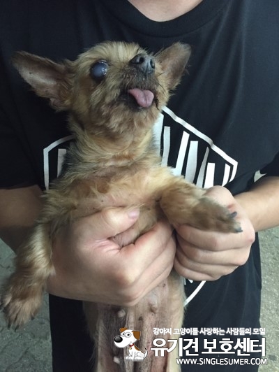 양산 요크 보호중입니다 - 보호중이예요 - 유기견 보호 센터 - 이미지 2