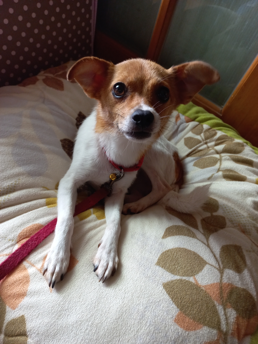 유기동물 발견 신고 | 강아지 고양이 구조 보호중 - 펫찾기 5번째 사진