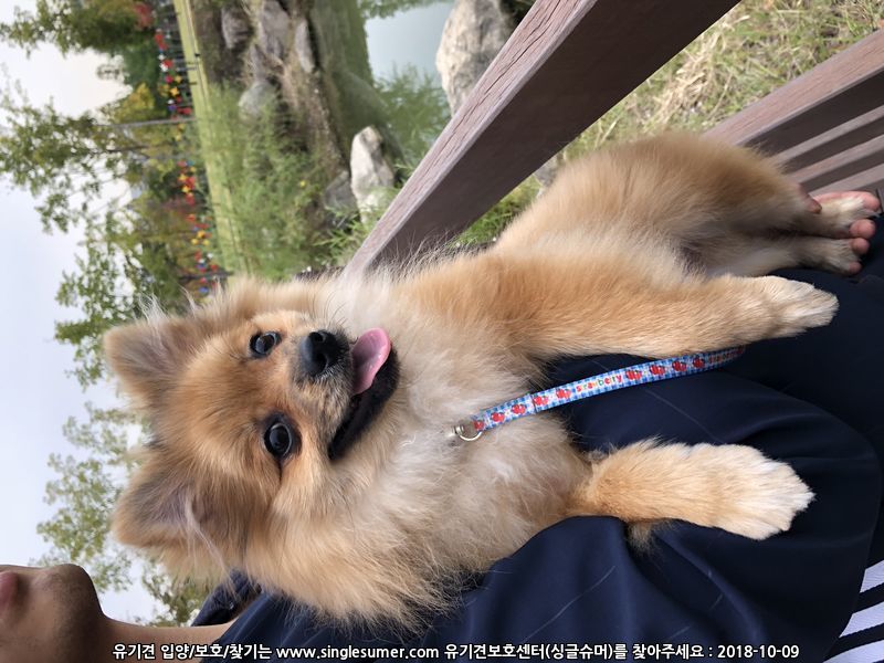 포메+폼피츠 믹스견 주인 찾습니다!(마곡) 2번째 사진