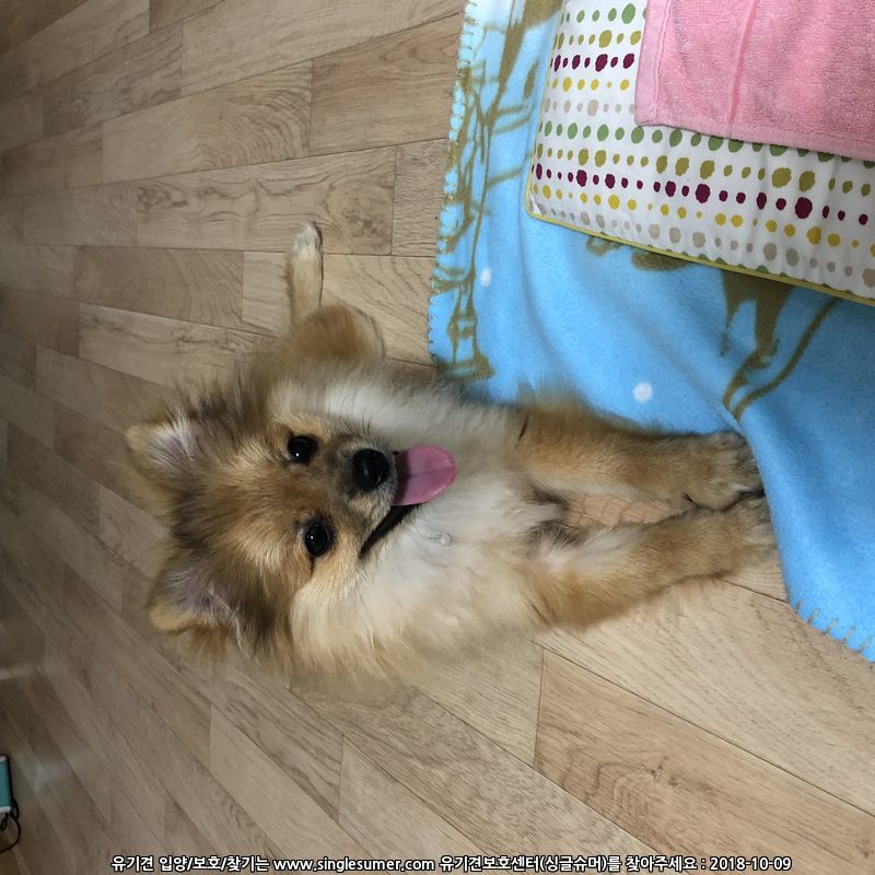 포메+폼피츠 믹스견 주인 찾습니다!(마곡)