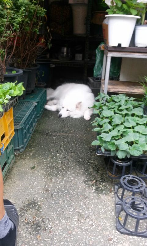 유기동물 발견 신고 | 강아지 고양이 구조 보호중 - 펫찾기 35번째 사진