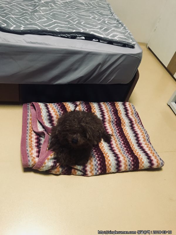 [갈색푸들수컷] 주인을 찾습니다...! 2번째 사진