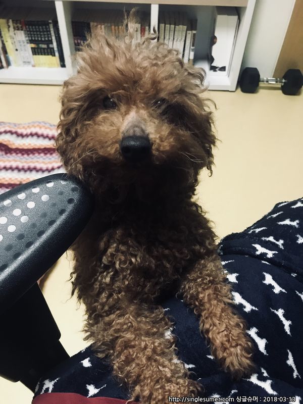 [갈색푸들수컷] 주인을 찾습니다...!