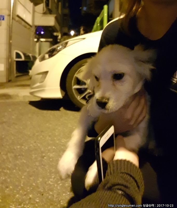 유기동물 발견 신고 | 강아지 고양이 구조 보호중 - 펫찾기 25번째 사진