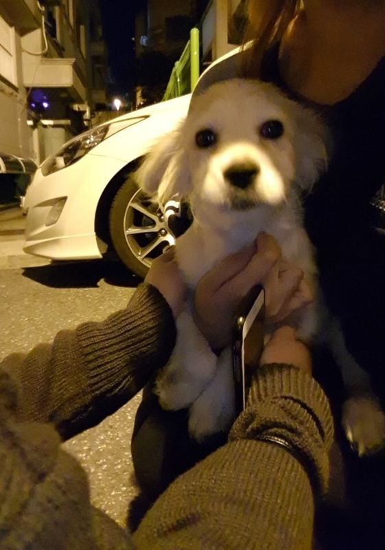 유기동물 발견 신고 | 강아지 고양이 구조 보호중 - 펫찾기 24번째 사진