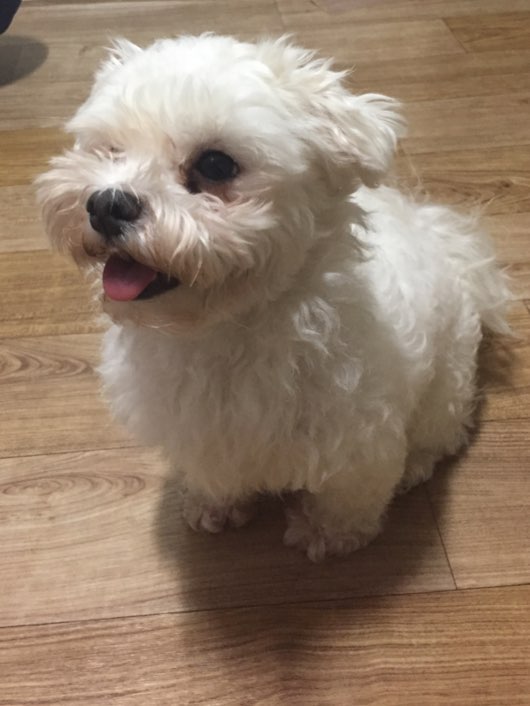 유기동물 발견 신고 | 강아지 고양이 구조 보호중 - 펫찾기 33번째 사진