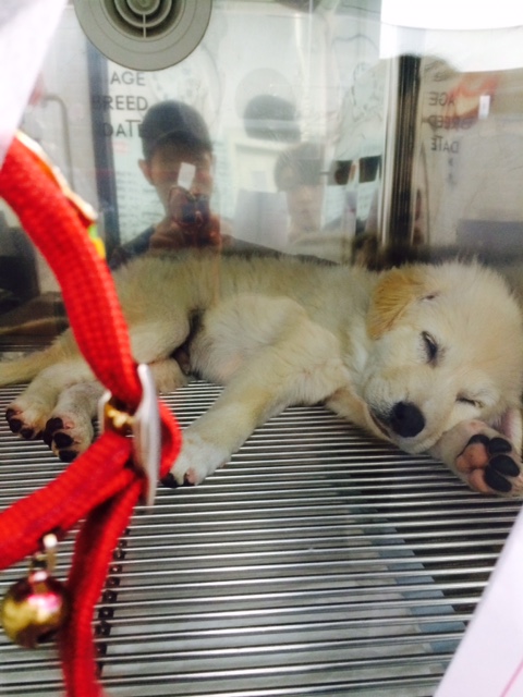 이문동 한예종 미술원 후문 앞에서 발견한 어린 강아지 보호중입니다 - 보호중이예요 - 유기견 보호 센터 - 이미지 2