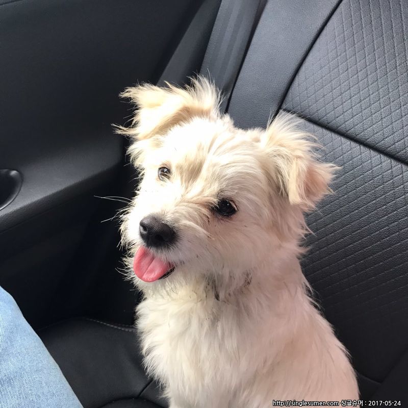 유기동물 발견 신고 | 강아지 고양이 구조 보호중 - 펫찾기 6번째 사진