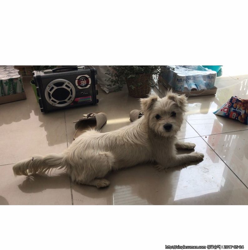 유기동물 발견 신고 | 강아지 고양이 구조 보호중 - 펫찾기 4번째 사진