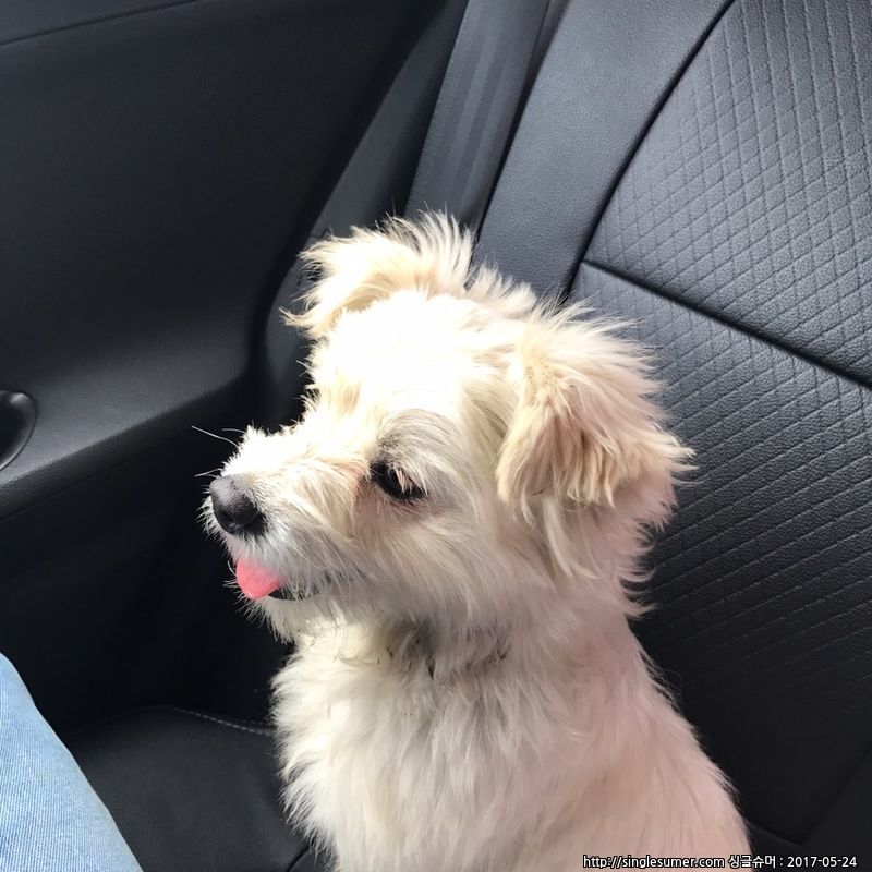 유기동물 발견 신고 | 강아지 고양이 구조 보호중 - 펫찾기 7번째 사진