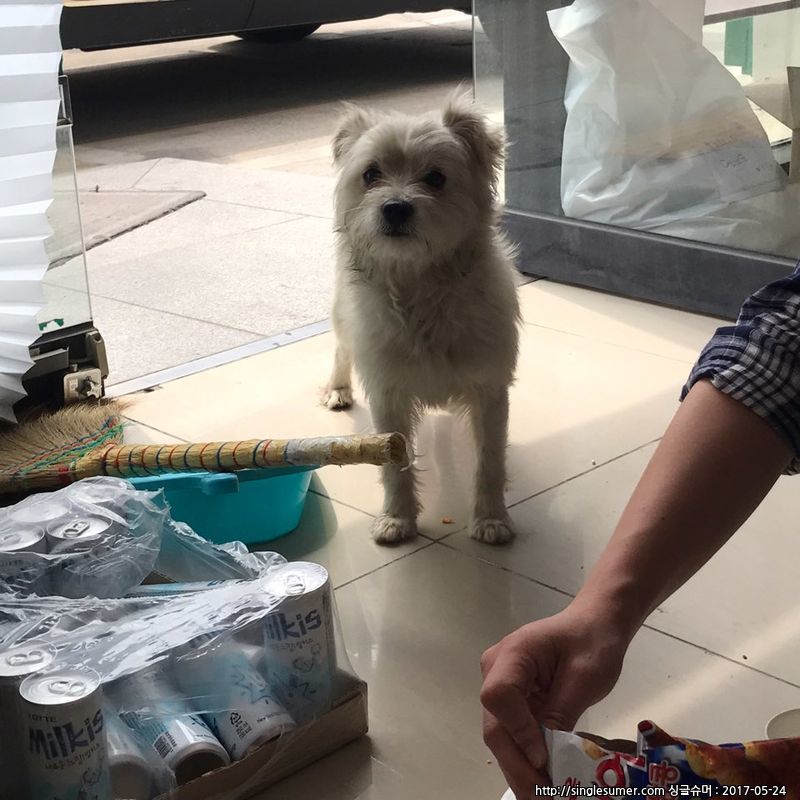 유기동물 발견 신고 | 강아지 고양이 구조 보호중 - 펫찾기 5번째 사진