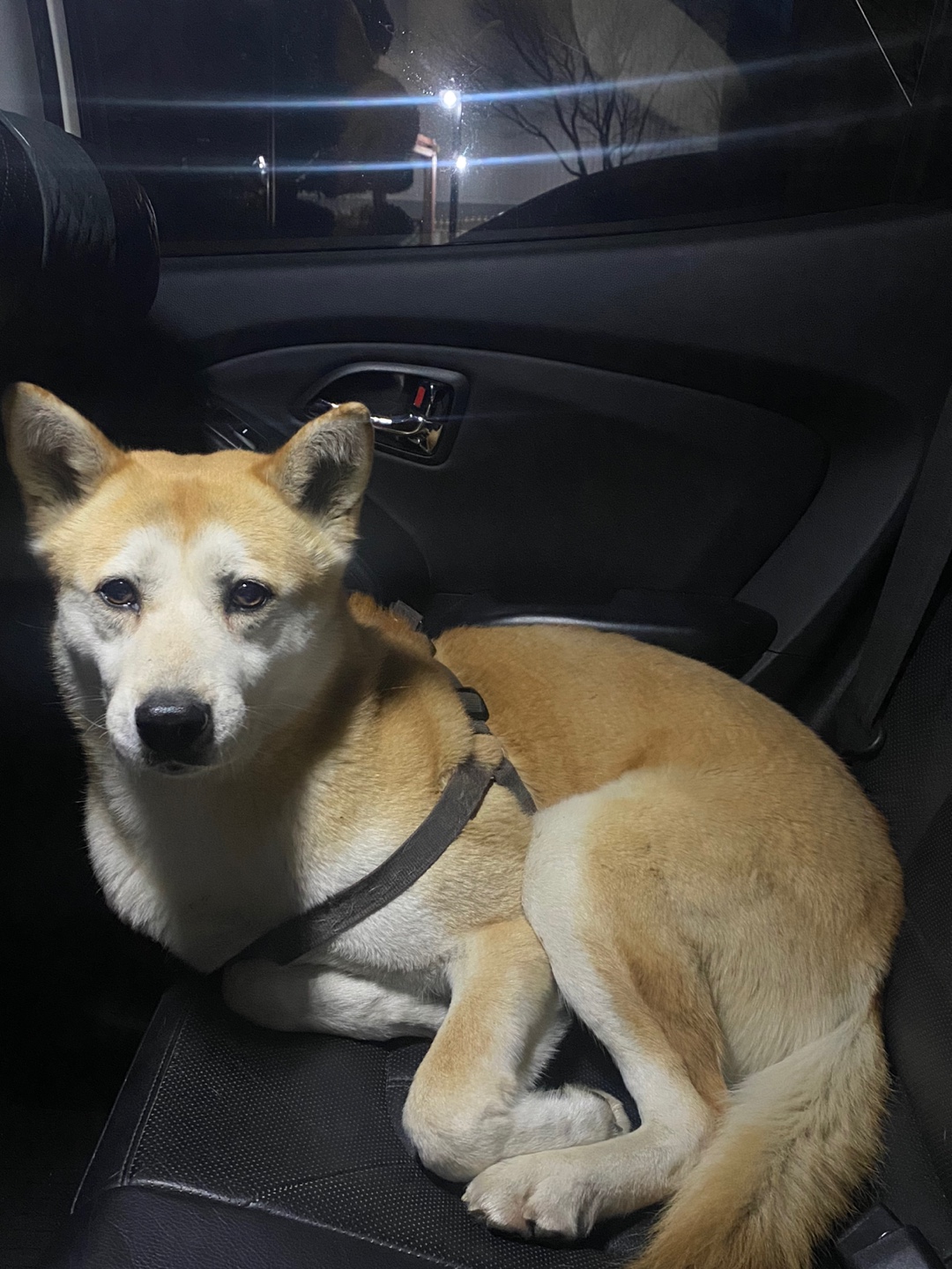 대형견 북악스카이웨이 하네스만 있는 강아지 2번째 사진