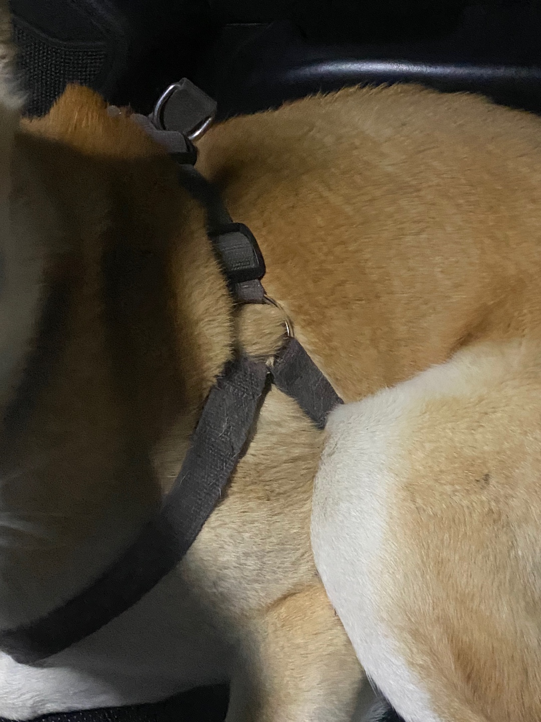 대형견 북악스카이웨이 하네스만 있는 강아지 5번째 사진