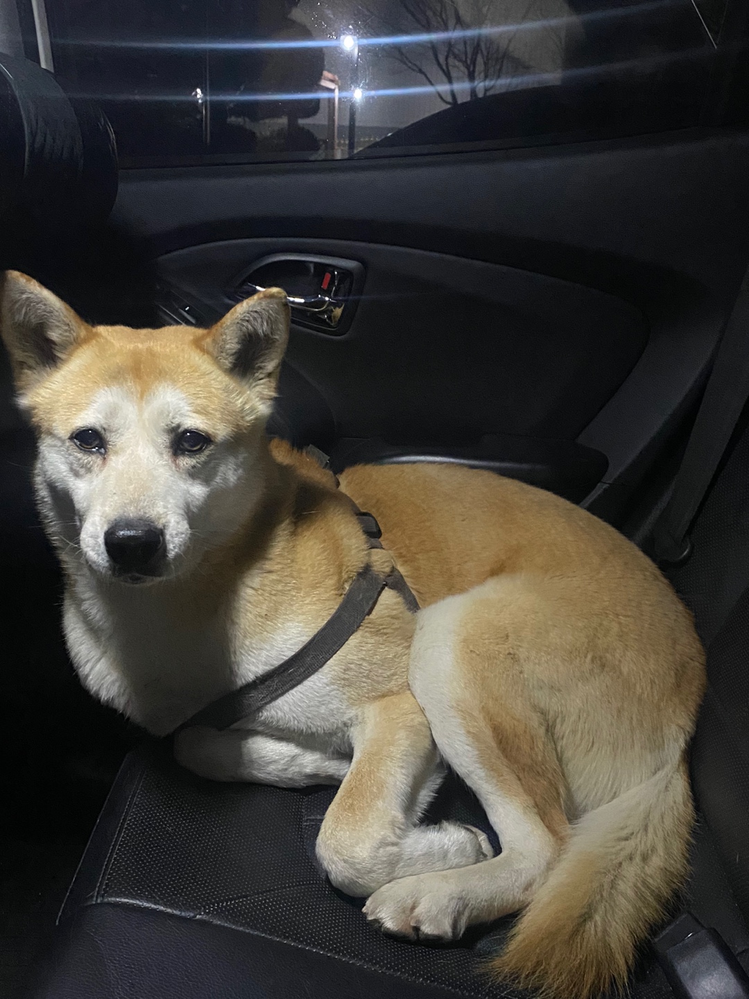 대형견 북악스카이웨이 하네스만 있는 강아지