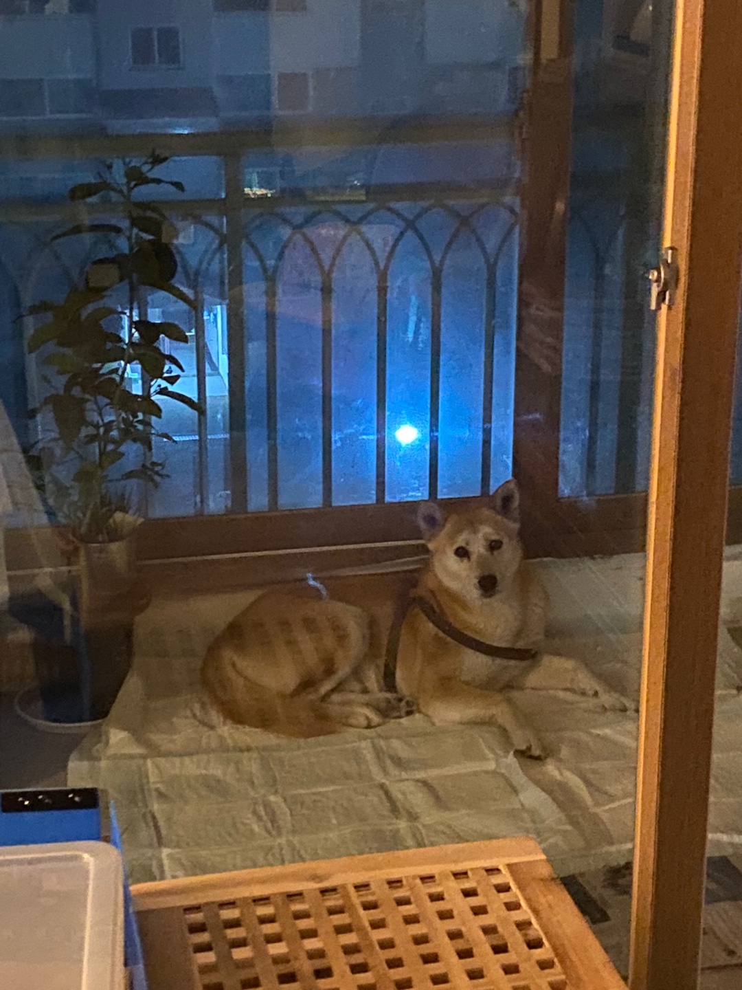 대형견 북악스카이웨이 하네스만 있는 강아지 3번째 사진