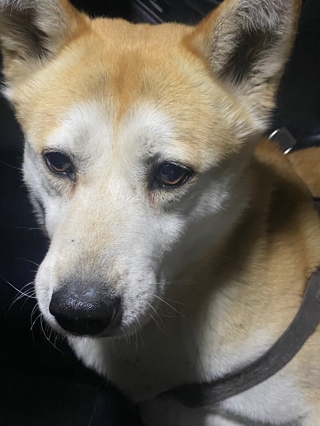 대형견 북악스카이웨이 하네스만 있는 강아지 4번째 사진