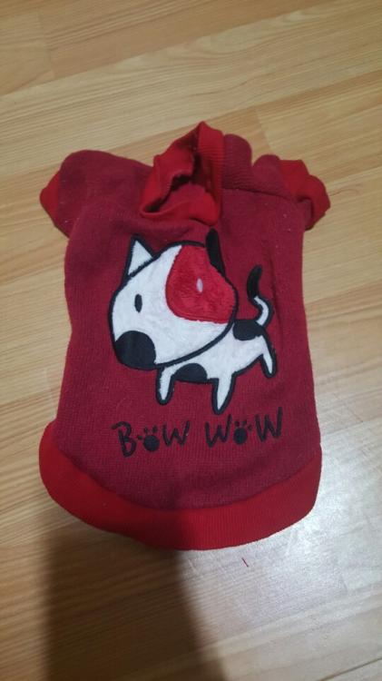 청량리 기차역에서 발견!갈색 포메리안 보호중입니다 - 보호중이예요 - 유기견 보호 센터 - 이미지 2