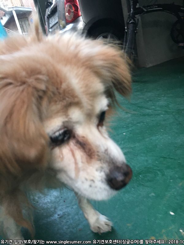 동작구 사당1동에서 유기견 발견했습니다 2번째 사진