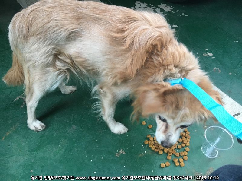 동작구 사당1동에서 유기견 발견했습니다