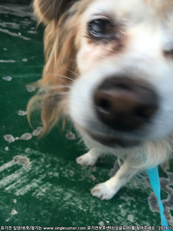 동작구 사당1동에서 유기견 발견했습니다 3번째 사진