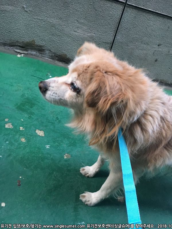 동작구 사당1동에서 유기견 발견했습니다 4번째 사진