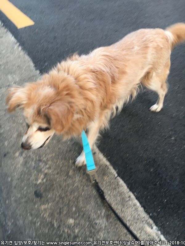 동작구 사당1동에서 유기견 발견했습니다 5번째 사진
