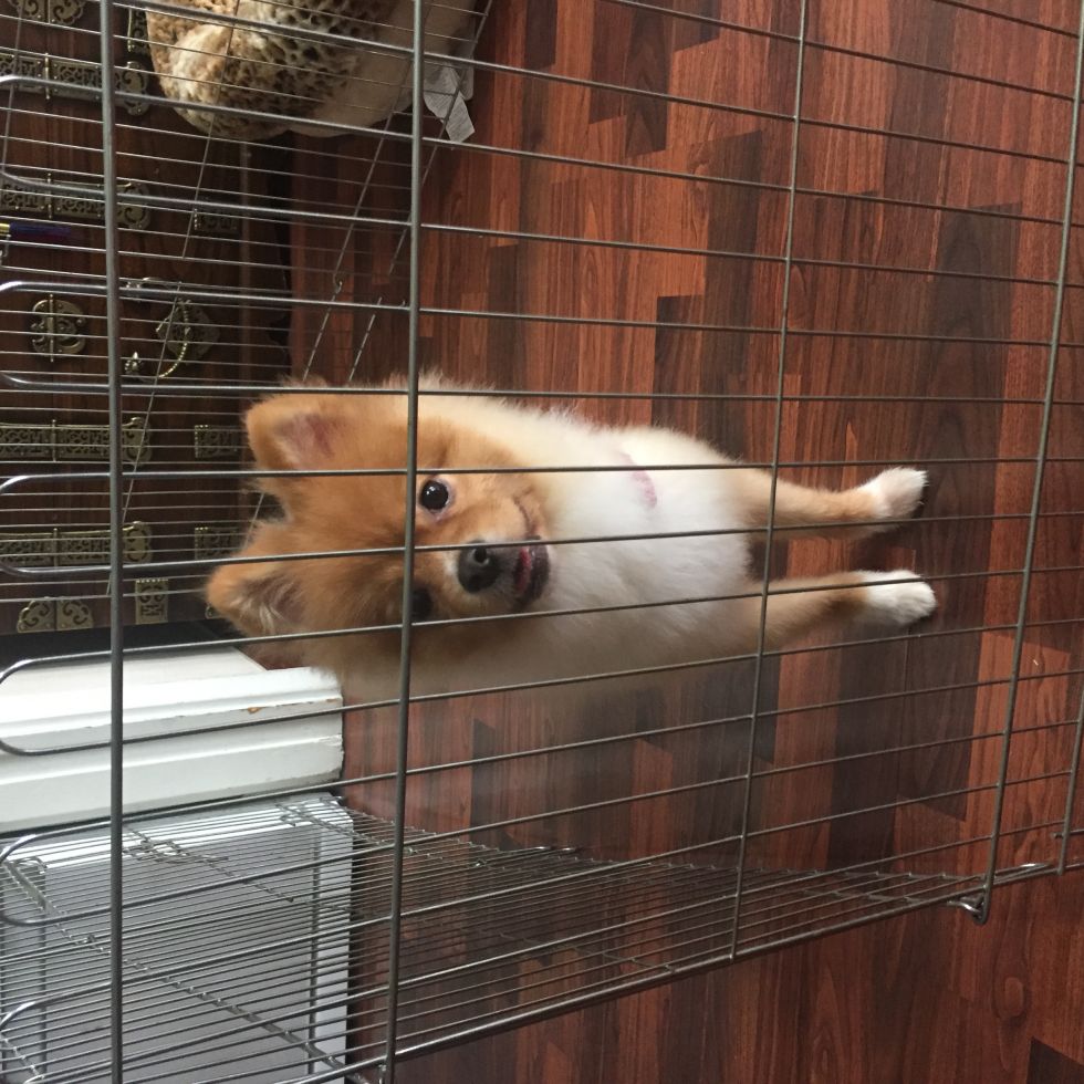 유기동물 발견 신고 | 강아지 고양이 구조 보호중 - 펫찾기 2번째 사진